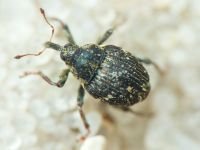 Ceutorhynchinae