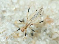 Berytinus (Lizinus) crassipes