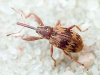 Anthonomus (Furcipus) rectirostris