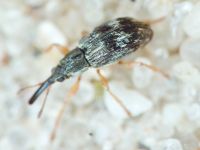 Taeniapion urticarium