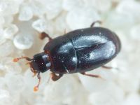 Paromalus flavicornis