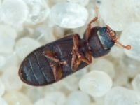 Synchita humeralis
