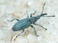 Apionidae