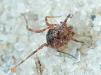 Arachnida