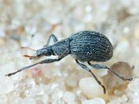 Insecta