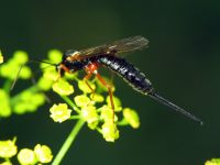 Pimpla