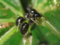 Lasius fuliginosus