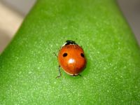 Adalia bipunctata