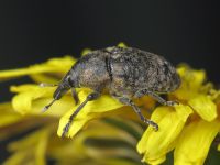 Larinus turbinatus