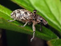 Cyphocleonus dealbatus