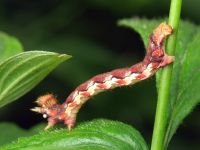 Erannis defoliaria