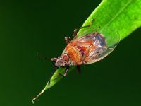 Kleidocerys resedae