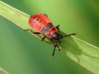 Pyrrhocoris apterus