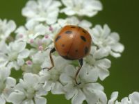 Hippodamia variegata