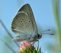 Cyaniris semiargus