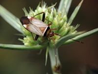 Adelphocoris vandalicus