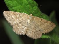 Scopula rubiginata