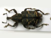 Hylobius abietis