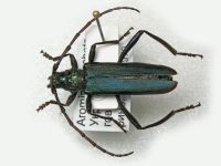 Aromia moschata