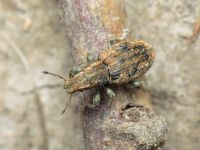 Sitona puncticollis