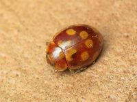 Myrrha octodecimguttata
