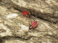 Pyrrhocoris apterus