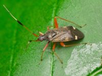 Closterotomus biclavatus