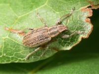 Sitona lineatus
