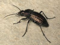Carabus (Tachypus) cancellatus cancellatus n. sulinensis