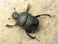 Gymnopleurus geoffroyi
