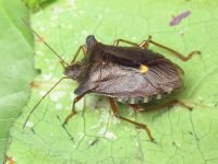 Pentatoma (Pentatoma) rufipes