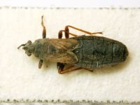 Ischnodemus sabuleti