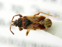 Scolopostethus decoratus