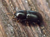 Orthocis perrisi
