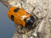 Clytra quadripunctata