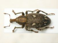 Graptus