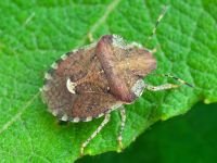 Dyroderes umbraculatus
