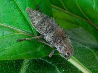 Dicerca aenea aenea