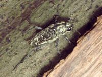 Xylotrechus rusticus