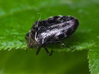 Trachys minutus minutus