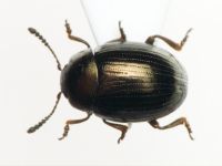 Neophaedon pyritosus