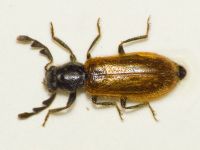 Enoplium serraticorne