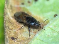 Plinthisus longicollis