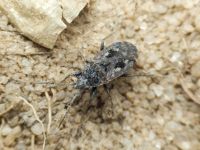 Sphragisticus nebulosus