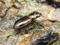 Notiophilus biguttatus