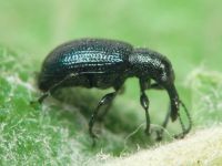 Rhynchitinae