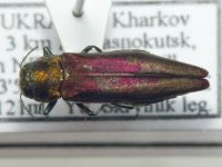 Agrilus mendax