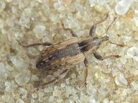 Hypera (Hypera) postica