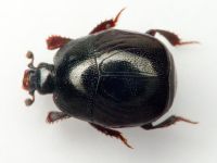 Histeridae
