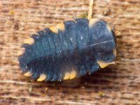 Endomychus coccineus